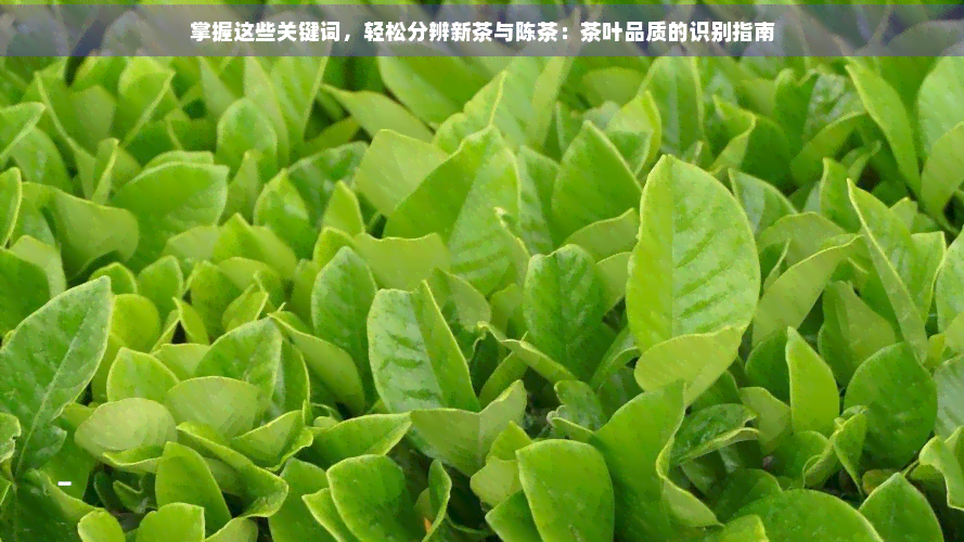 陈茶和老茶有什么区别?...