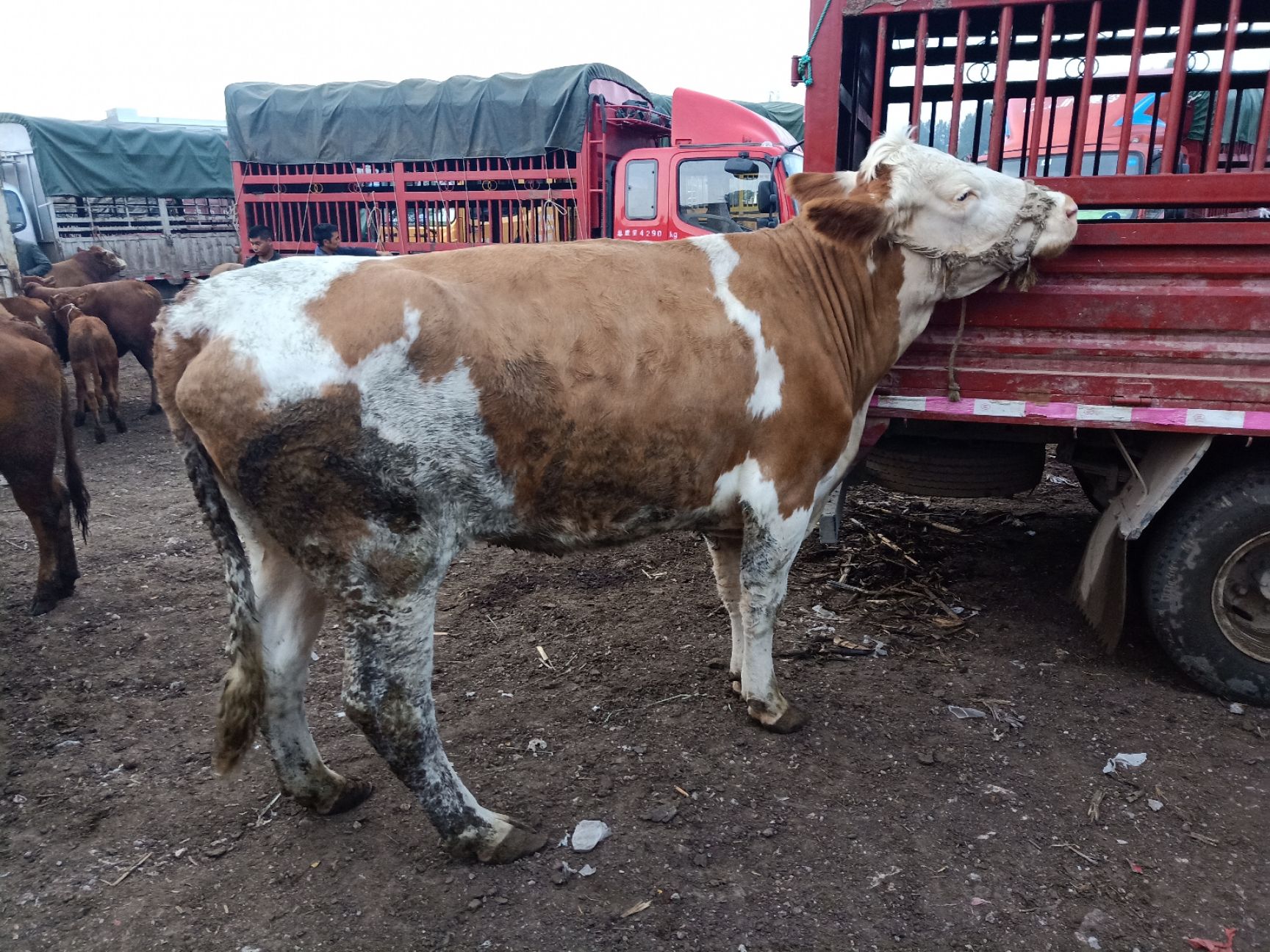 为什么历代君王要建土牛呢？台湾土牛与北美阿利根利山...