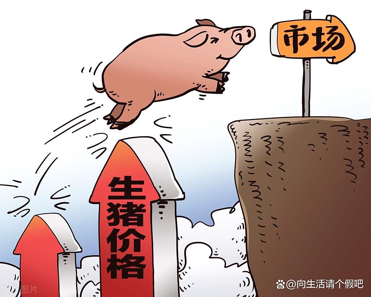 今日生猪价格行情