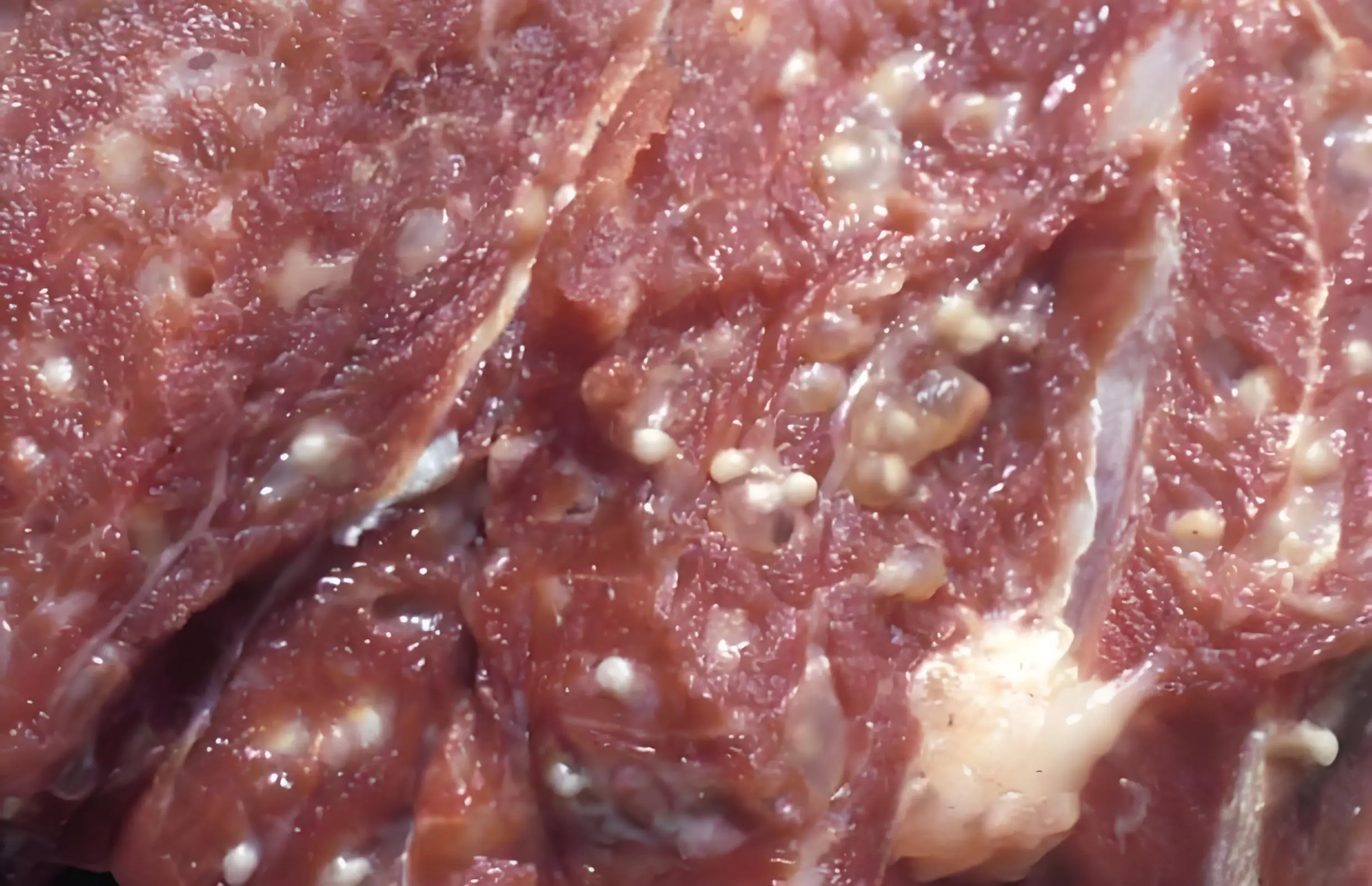 米猪肉与脂肪粒怎么区分 米猪肉是由什么寄生虫引起的