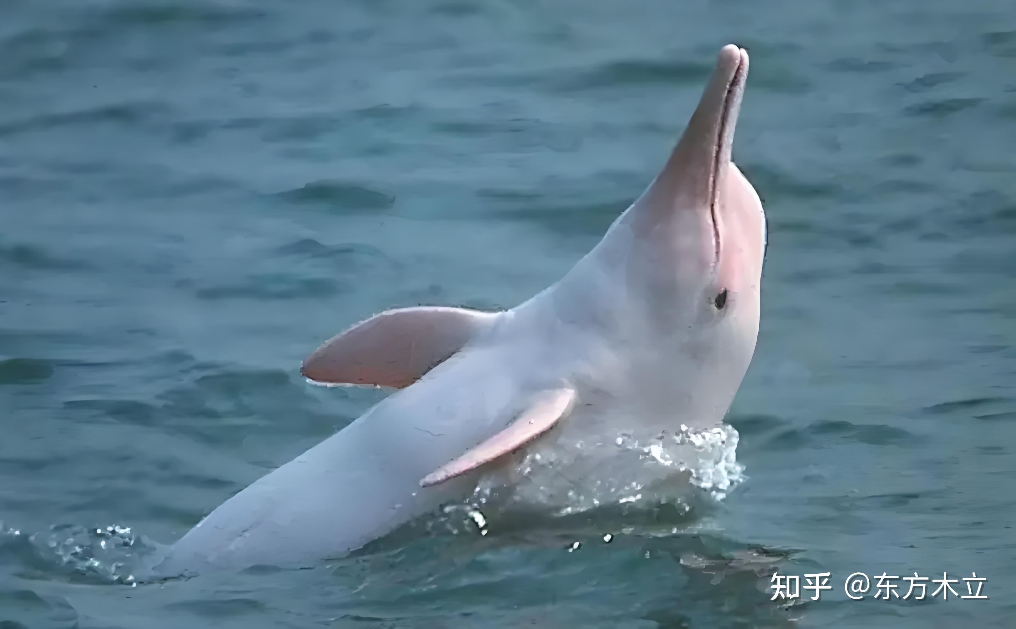 为什么罗宋汤就能代表俄罗斯帝国风情?...