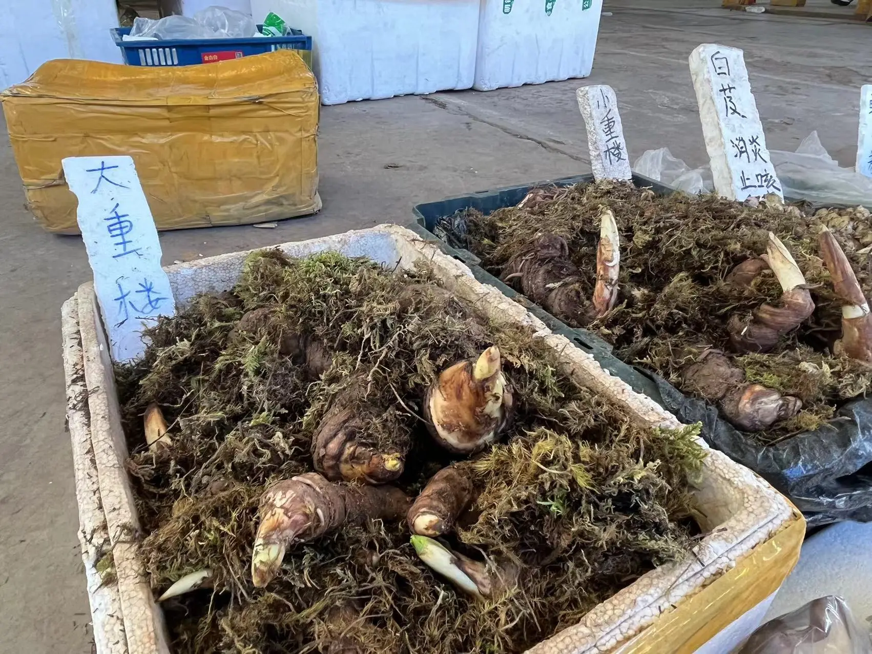 羊肚菌价格