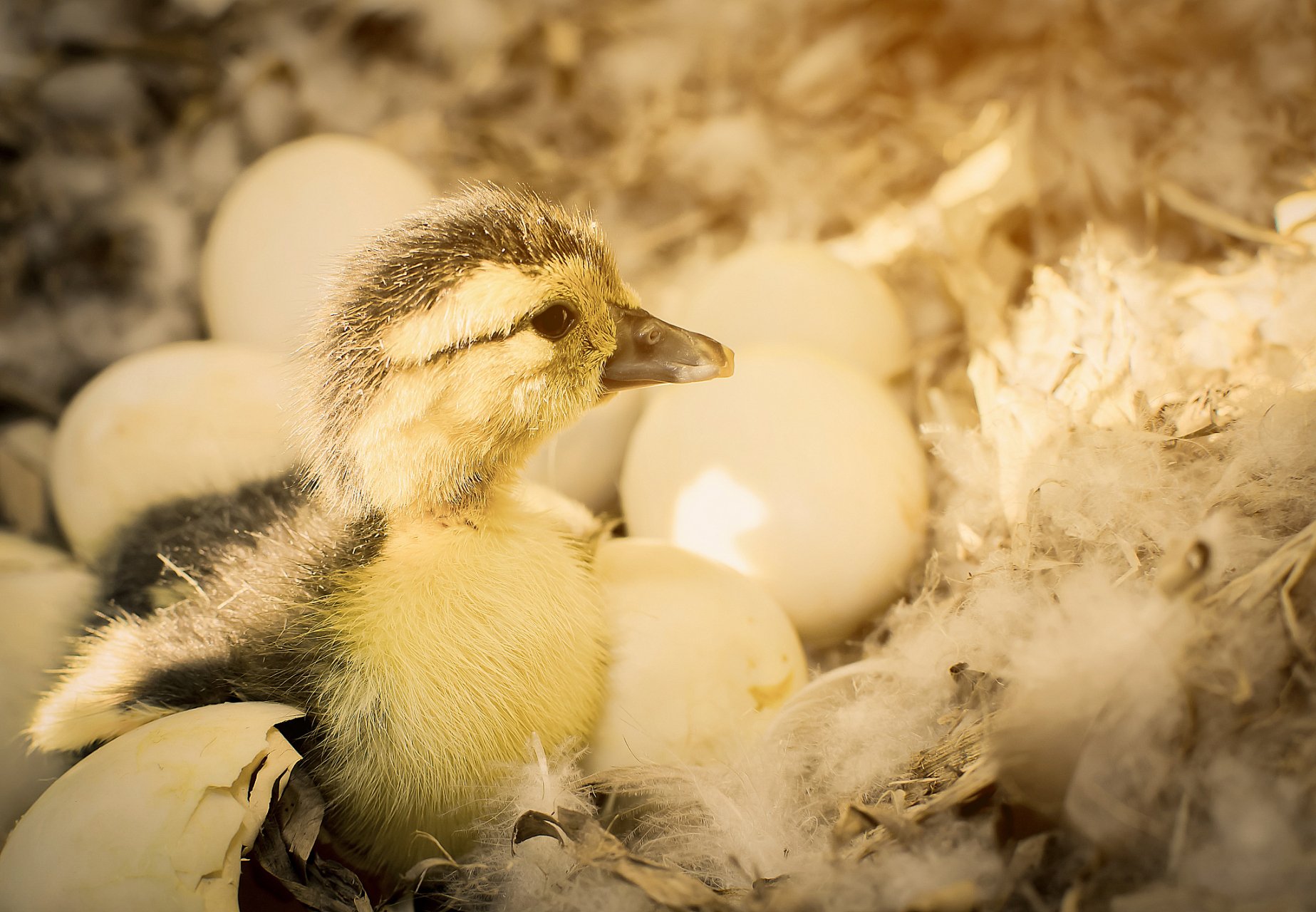 企业孵化成功案例