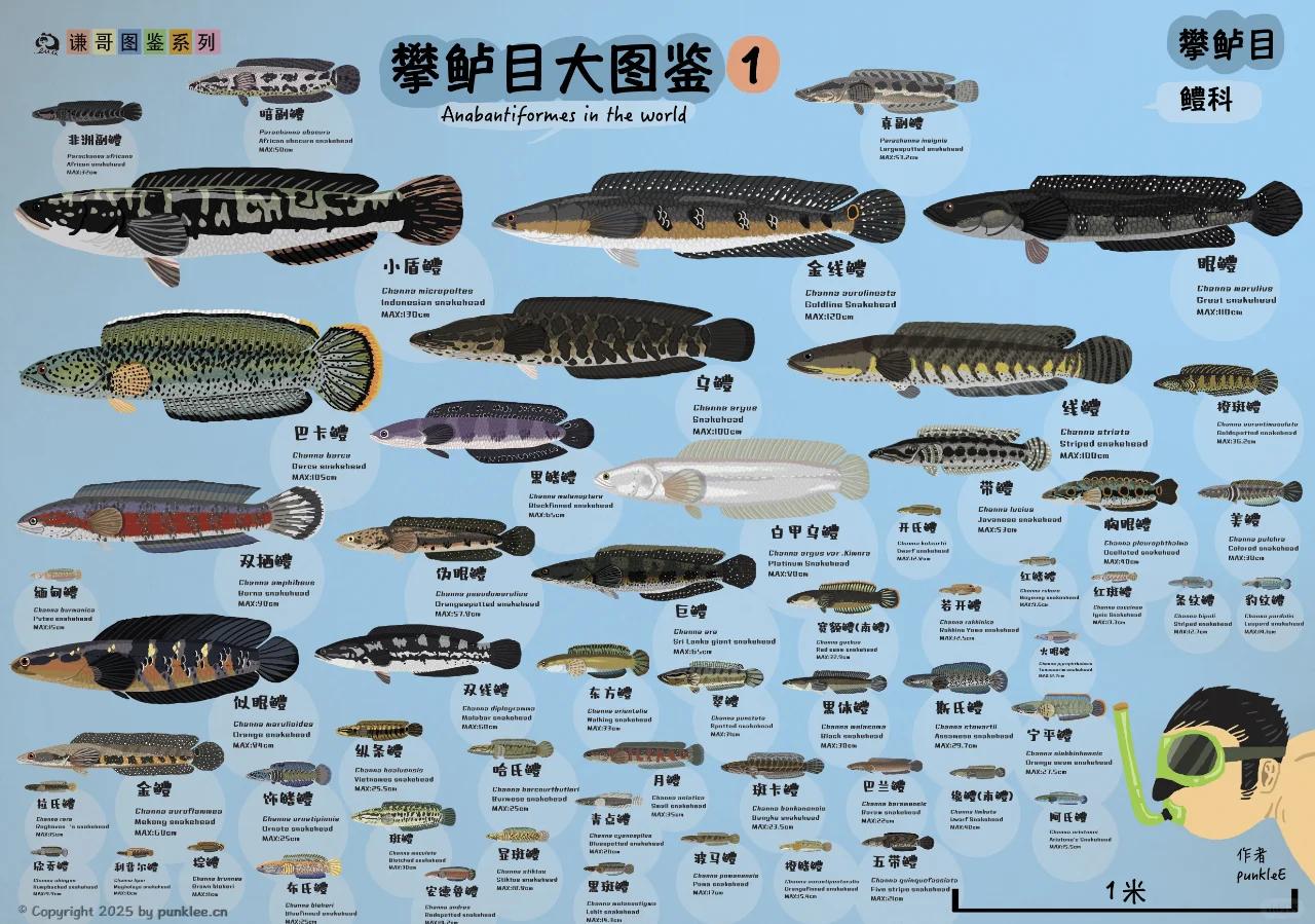 大通微信快餐兼职女：一部手机背后的城市生存图鉴揭秘