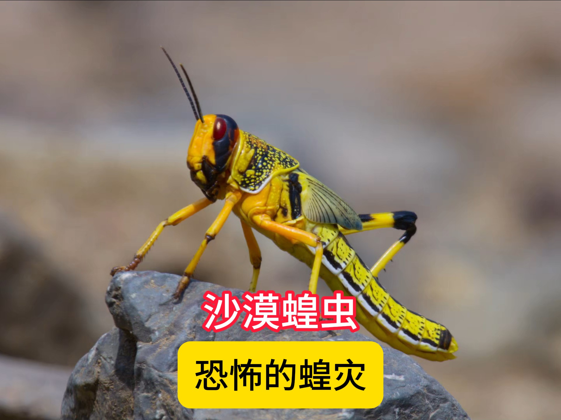 蝗灾形成原因 蝗虫为什么会有毒 蝗灾带来哪些困扰