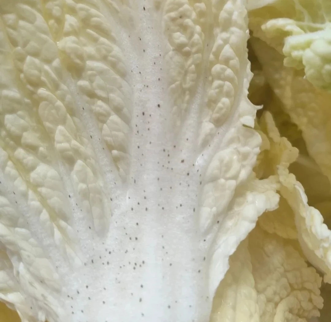 白菜