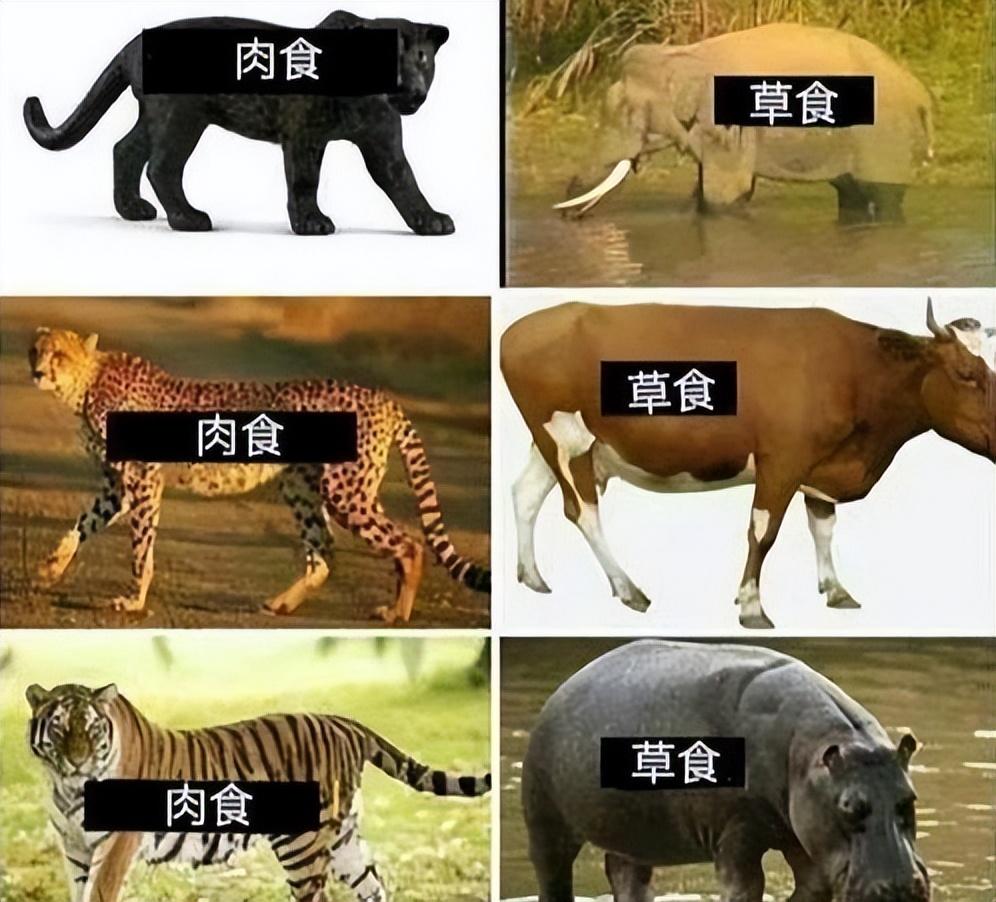 人类不吃食肉动物原因 吃肉营养价值解析