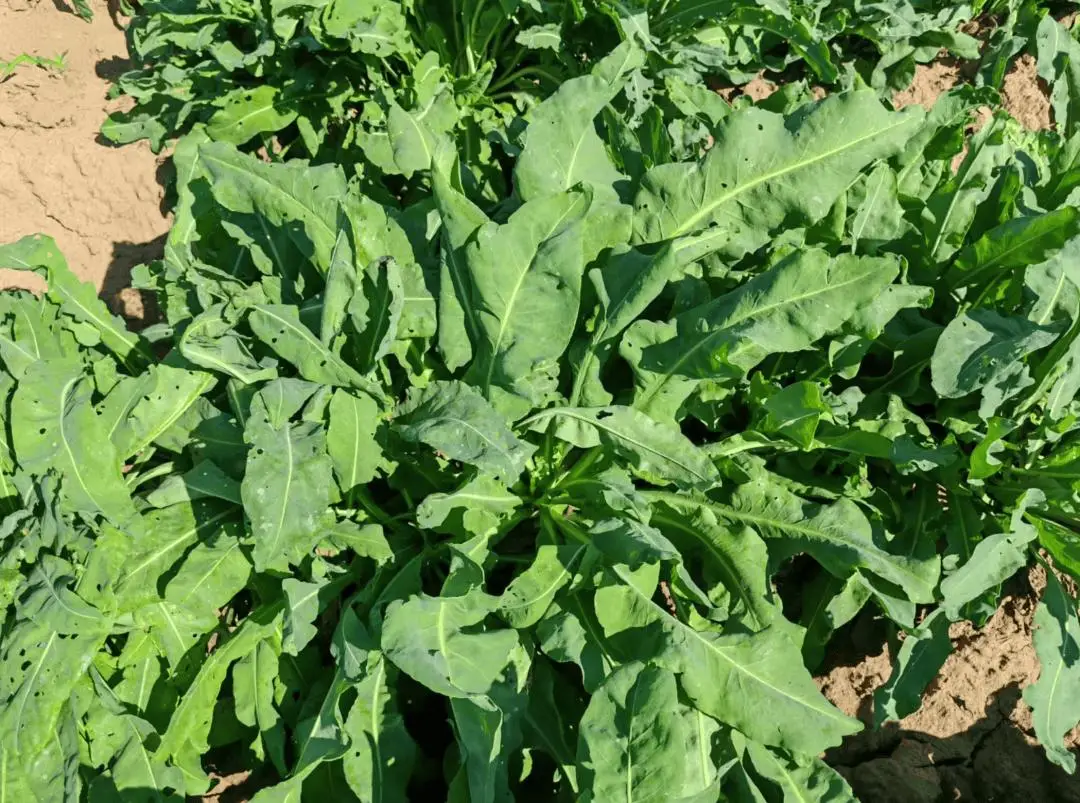 网站建设 成功案例