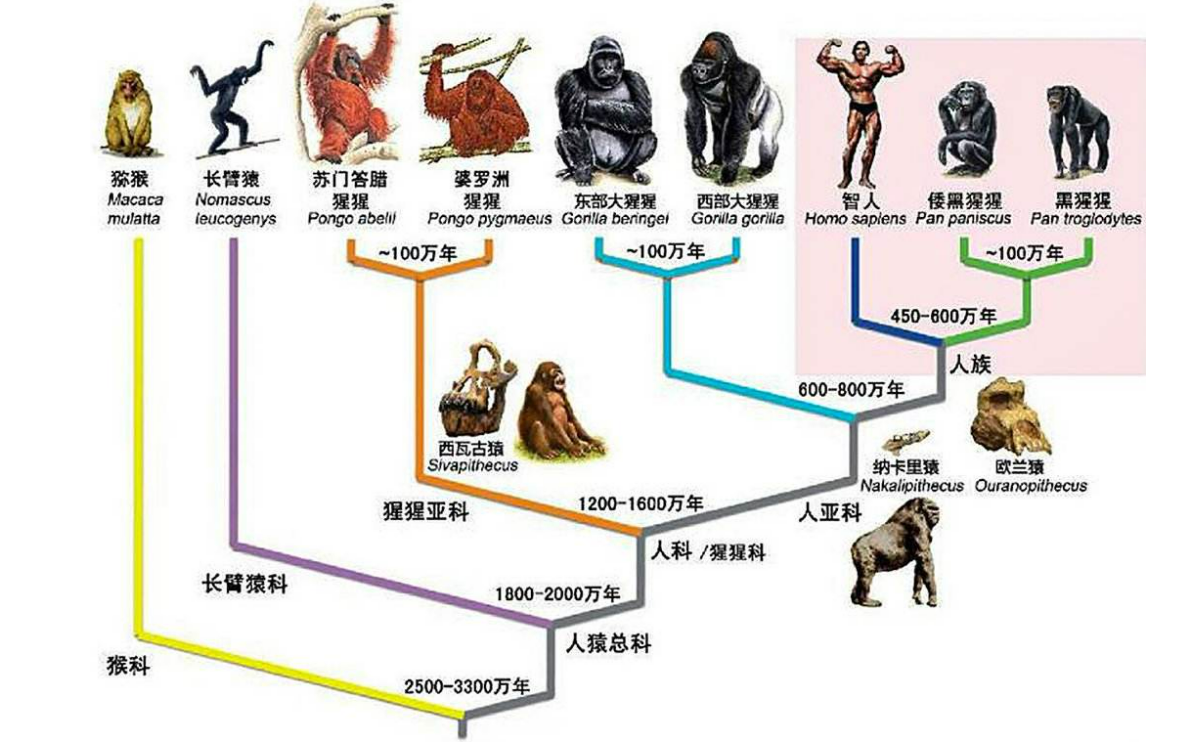 中国人起源非洲还是亚洲?...