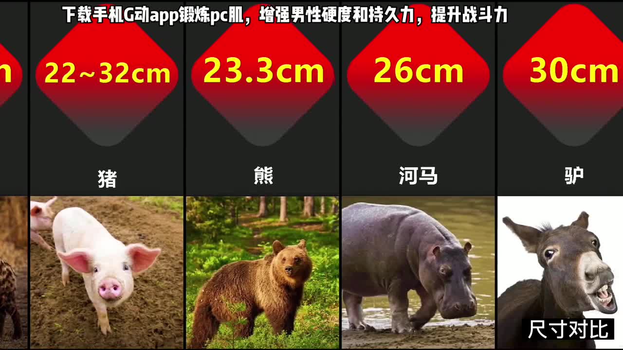 动物界最让人震惊的生殖系统,4个丁丁的澳洲针鼹是如...