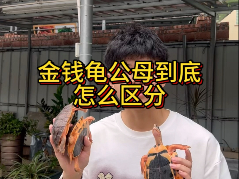 金钱龟价格