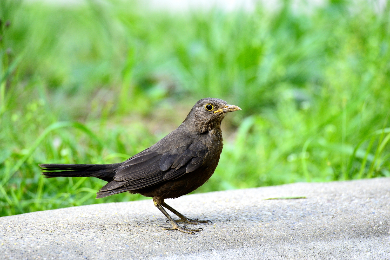 凤原本是雄性祥鸟为何会演变成女性的代名词？...