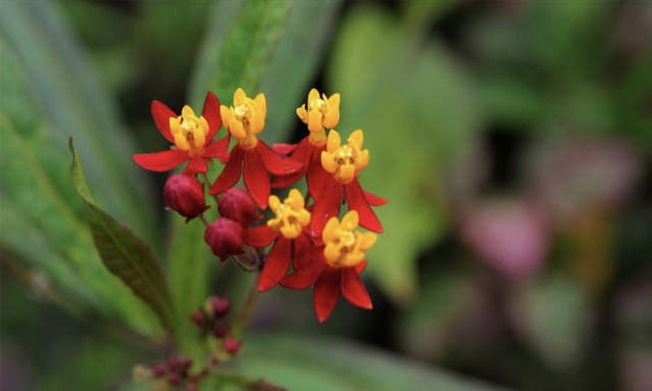 解密秋香到家暗号的文化密码