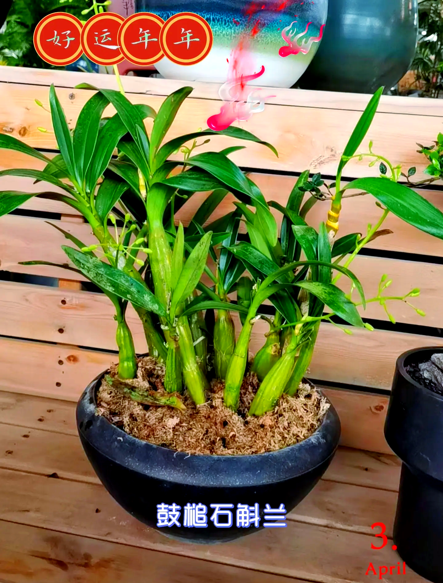 石斛的价格