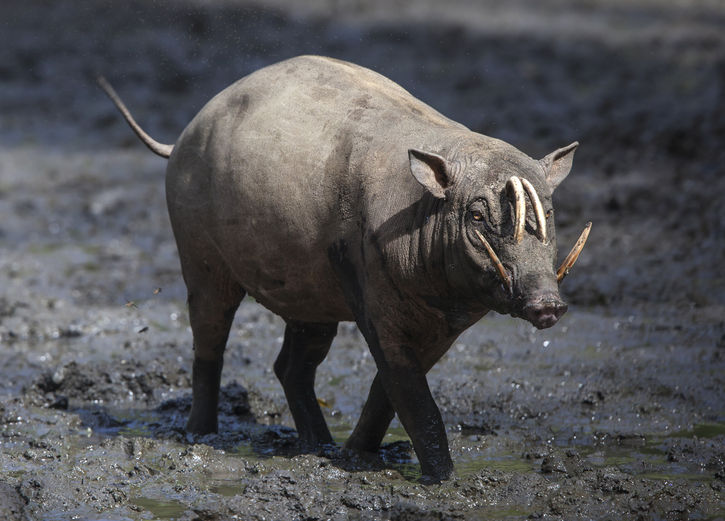 苏拉威西爱情故事:死了都要爱吗?...