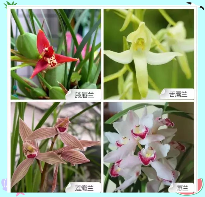 兰花哪些品种好 兰花什么时候开