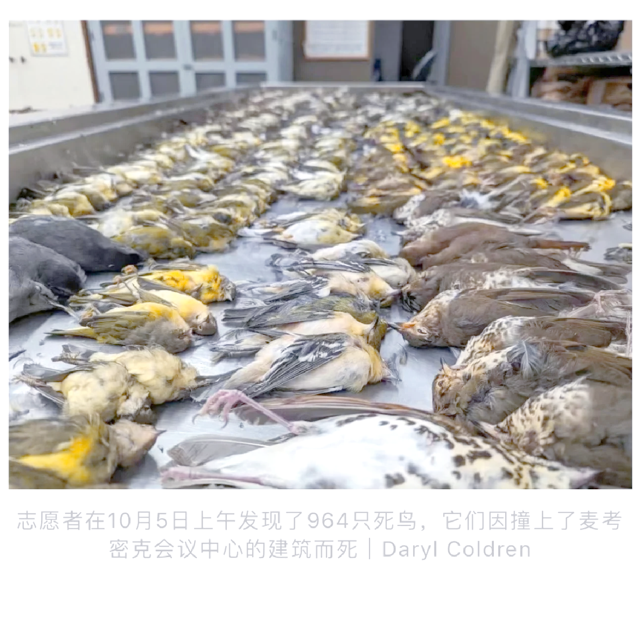 人工照明正在侵入动物的栖息地,会有什么影响?...