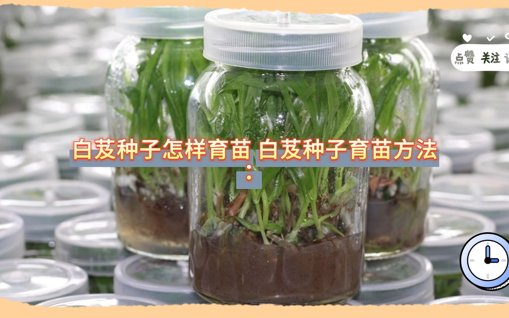 白芨种子种植方法是什么 种植白芨种子的方法有哪些