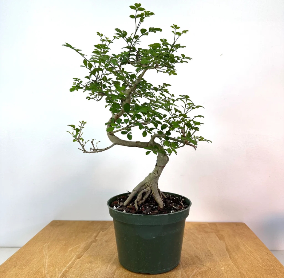 对节白蜡多少钱一棵 白蜡蜜蜡价格行情怎么样