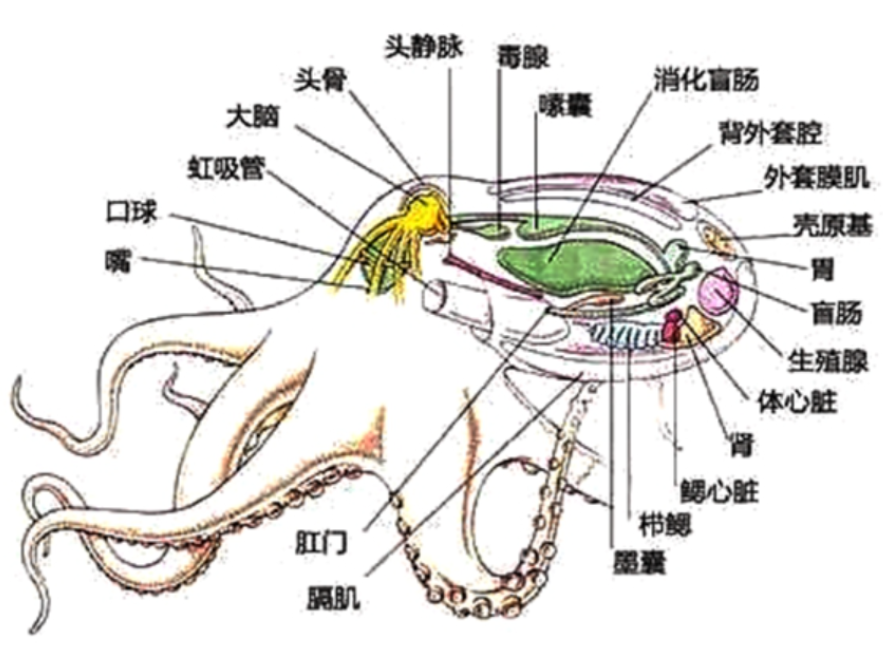 章鱼外星生物说真相 科学家为何觉得章鱼不像地球生物