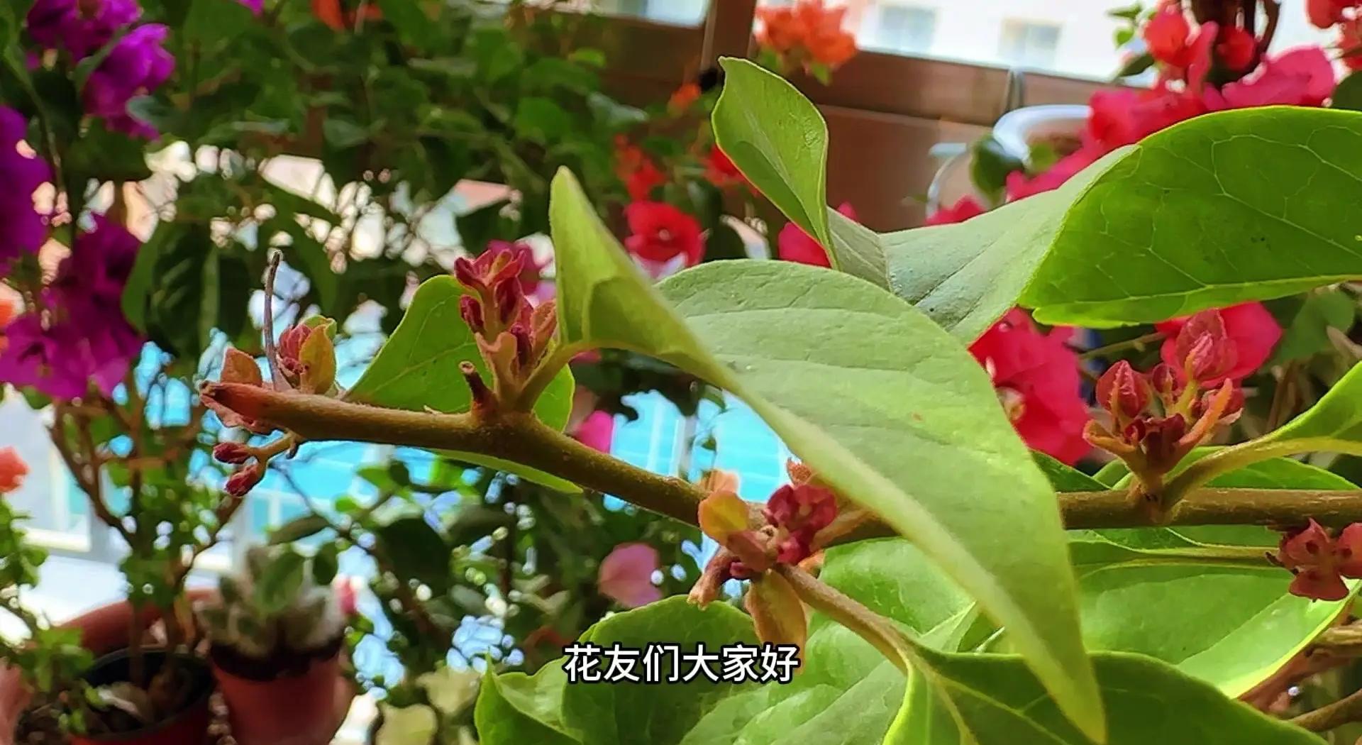 三角梅出花芽后怎么养护 夏天怎么养好三角梅