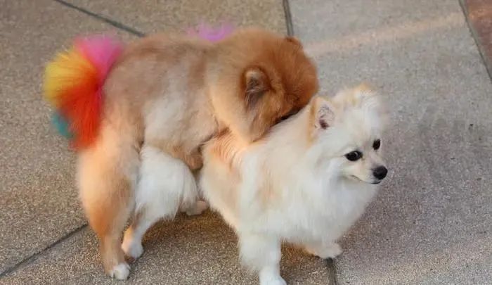 人类不会近亲繁殖,那“六亲不认”的野生动物,该如何...