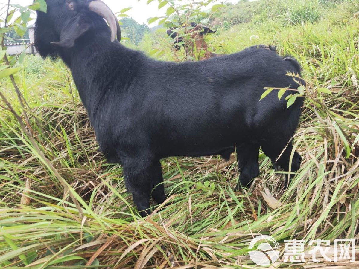 努比亚黑山羊和波尔山羊哪个更适合养殖 莱芜和马山黑山羊有哪些特色