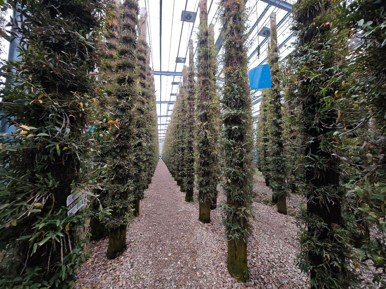 铁皮石斛种植条件 种植方法和技巧