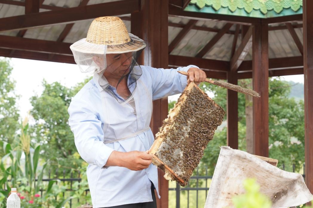 蜜蜂对人类的重要性 蜜蜂到底有多重要