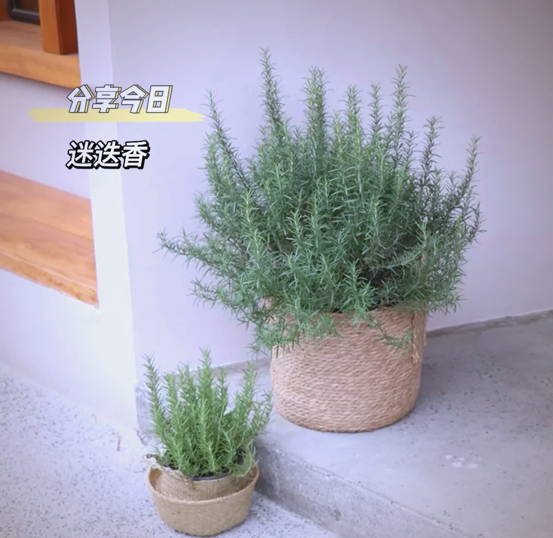 迷迭香种植成本及利润 迷迭香种植方法有哪些