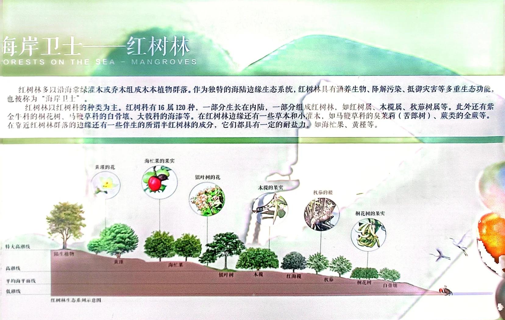 红树林生态价值解析 如何保护这片海上森林