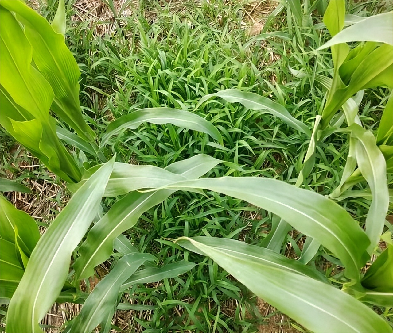 玉米田草大了打啥除草剂配比多 玉米田杂草用什么除草剂最好