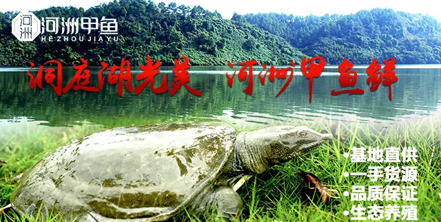 甲鱼养殖技术你了解多少 杭州嘉兴养殖场有哪些推荐