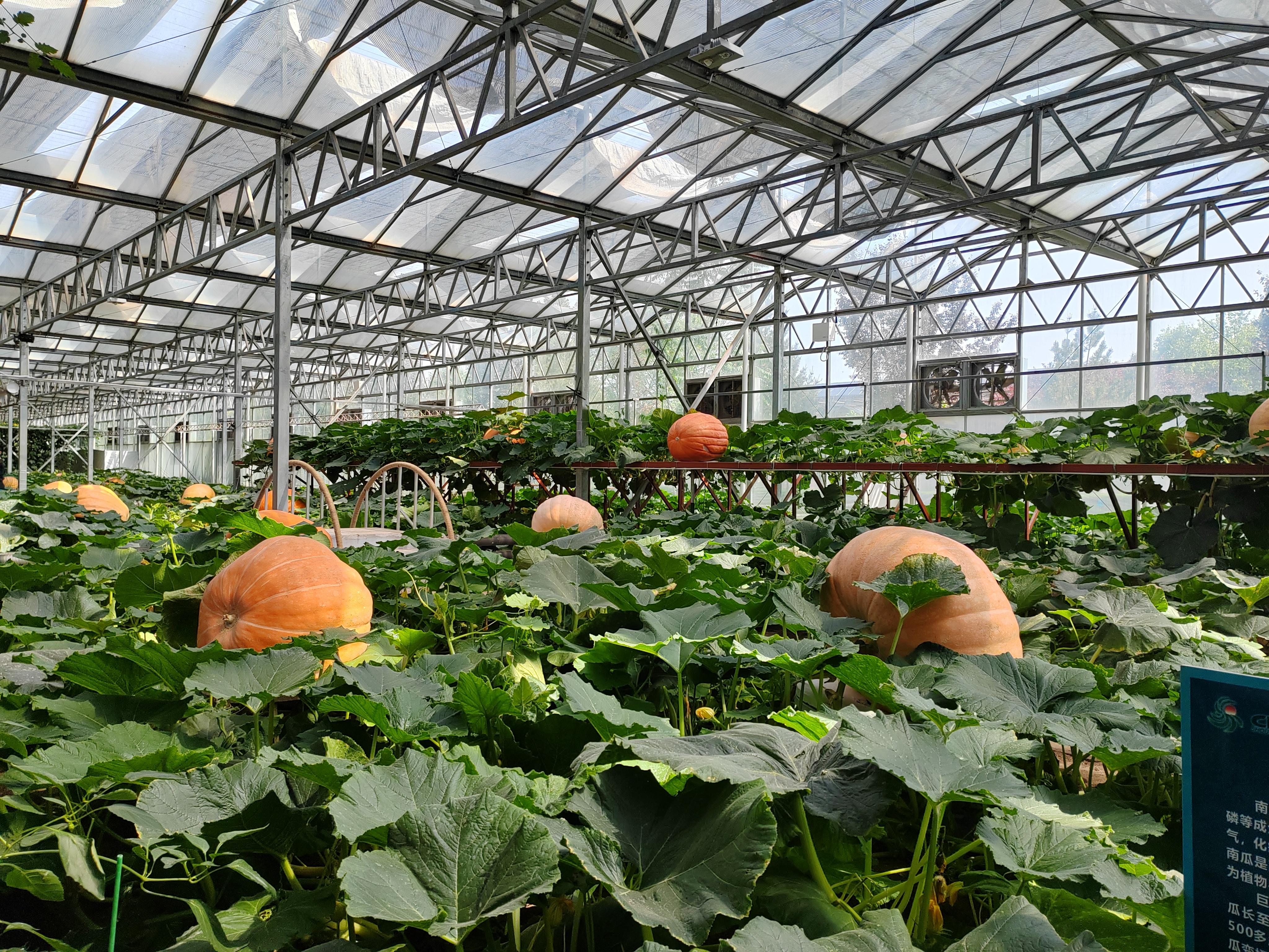 山东蔬菜大棚最大的地方在哪里 寿光蔬菜大棚的收入和建设成本是多少