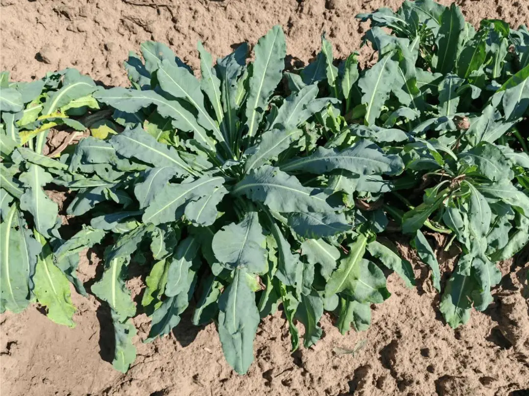 网站建设 成功案例