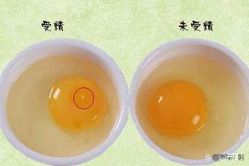 从生物进化来讲，母鸡不受孕就能下蛋不科学，是专门为...